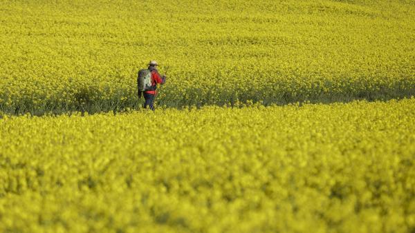 Pilgrim among rapeseed fields